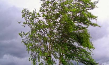 Bakıda güclü şimal küləyi əsəcək, temperatur enəcək