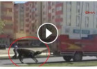 Qurbanlıq buğanı yük maşını ilə sürüdülər