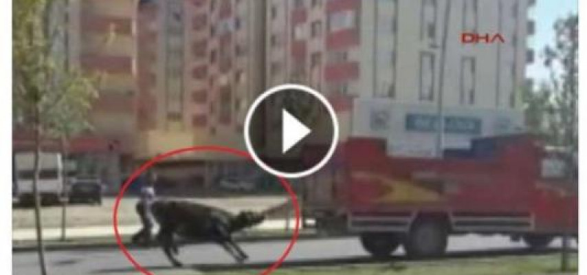 Qurbanlıq buğanı yük maşını ilə sürüdülər
