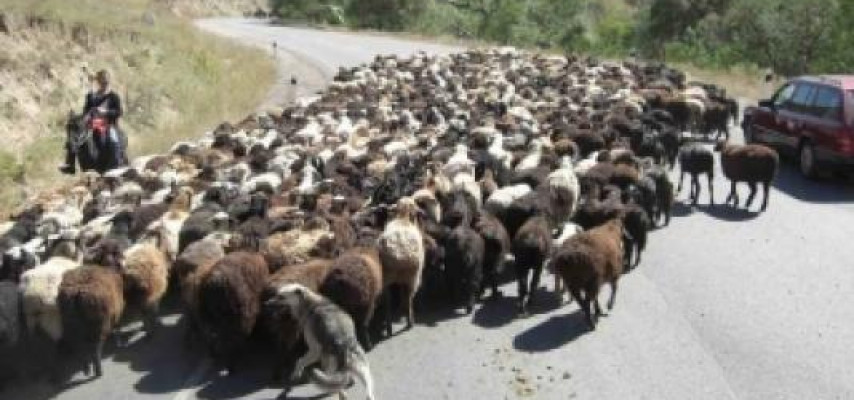 “Mercedes”in vurduğu 20 qoyun öldü