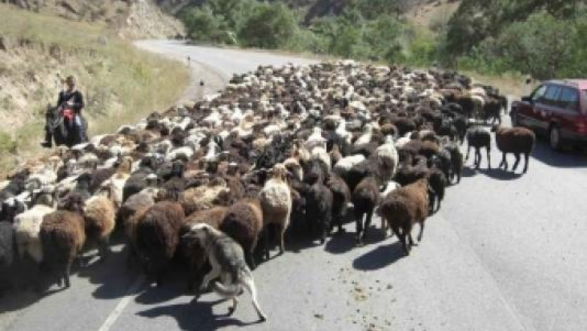 “Mercedes”in vurduğu 20 qoyun öldü