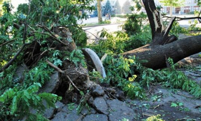 Külək ağacı avtomobilin üstünə aşırdı: xəsarət alanlar var
