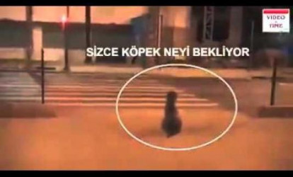 İt keçmədi, qızlar keçdi – Qırmızı işıqdan ŞOK VİDEO