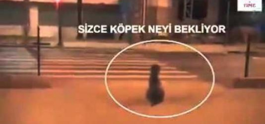 İt keçmədi, qızlar keçdi – Qırmızı işıqdan ŞOK VİDEO