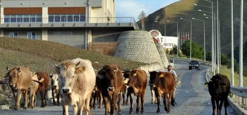 Milli Məclis heyvanlar üçün yol hərəkəti qaydaları tətbiq etdi