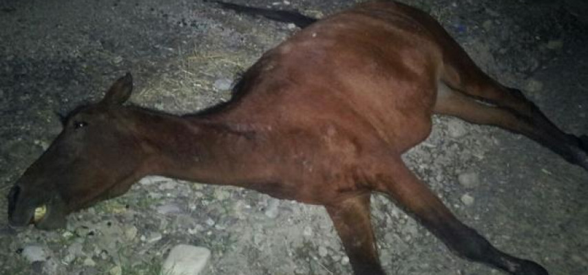 «07» atı vurub öldürdü, 2 nəfər xəsarət aldı