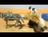 Bəzi sürücülər bu eşşəkdən çox şey öyrənməlidir