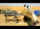 Bəzi sürücülər bu eşşəkdən çox şey öyrənməlidir