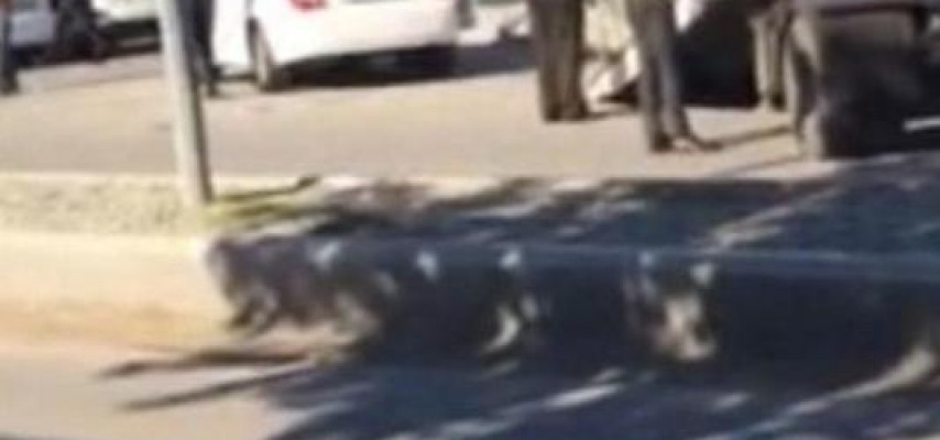 Yol polisi ilə hərbçi arasında evakuator qalmaqalına RƏSMİ CAVAB