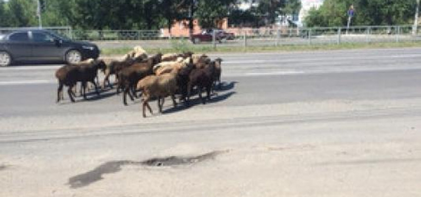 Yol qəzasında heyvanlar tələf oldu