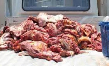 Avtomobildən 1 ton at əti aşkar edildi