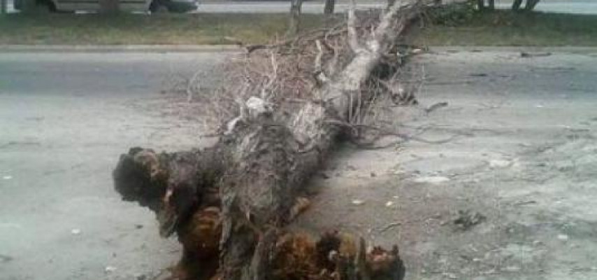 Bakıda yol bağlandı – ağaca görə