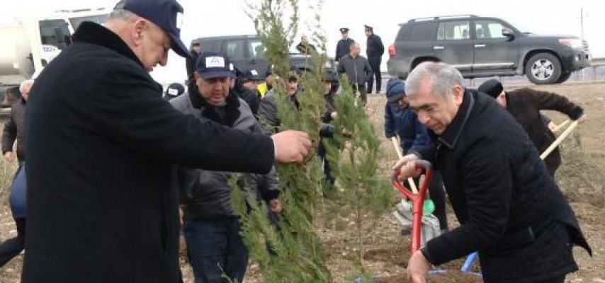 Bakı-Quba avtomobil yolunda 14500 ağac əkildi