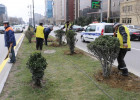 Yol kənarlarına həmişəyaşıl ağac və kol bitkiləri əkildi