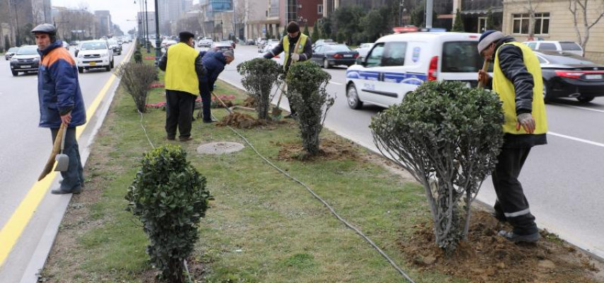 Yol kənarlarına həmişəyaşıl ağac və kol bitkiləri əkildi