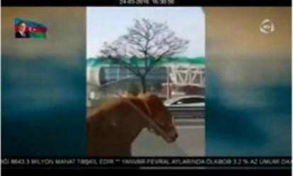 At magistral yola çıxdı