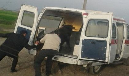 Təcili yardım maşınında inək daşınır - Heyvanlara "yüksək qayğı" -FOTOLAR