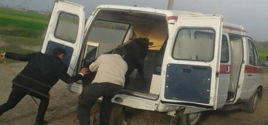 Təcili yardım maşınında inək daşınır - Heyvanlara "yüksək qayğı" -FOTOLAR