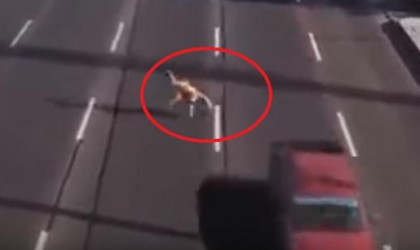 Yolu meymun kimi keçən piyada ölümdən döndü
