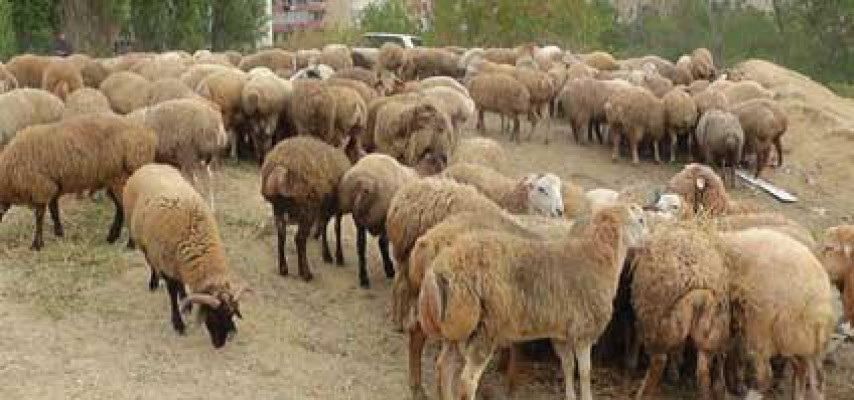 Türk sürücü Azərbaycanda çoban və sürüsünü vurdu