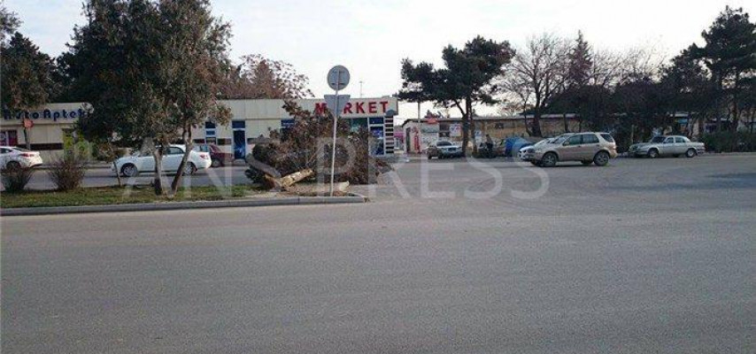 Bakıda ağac aşıb yolu kəsdi