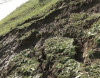 Sürüşmə yolu dağıtdı