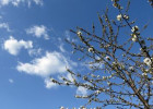 Sabahın hava proqnozu açıqlandı