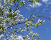 27 aprelin hava proqnozu
