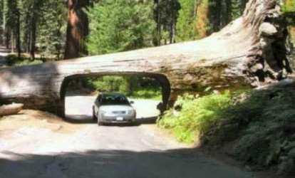 Ağacları kəsmədən çəkilən yollar SESSİYA