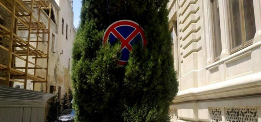 Ağac arxasında görünməz olan yol nişanları qəza təhlükəsi yaradır